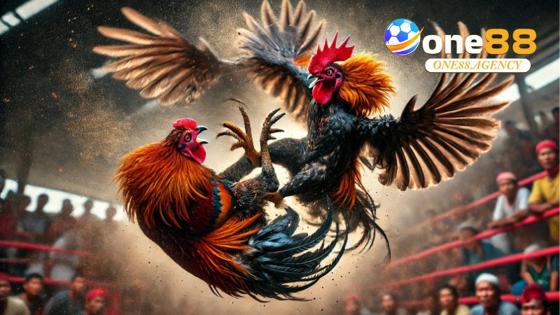 Đá Gà Cựa Sắt: Tất Tần Tật Kinh Nghiệm, Luật Chơi 2 Đá Gà Cựa Sắt