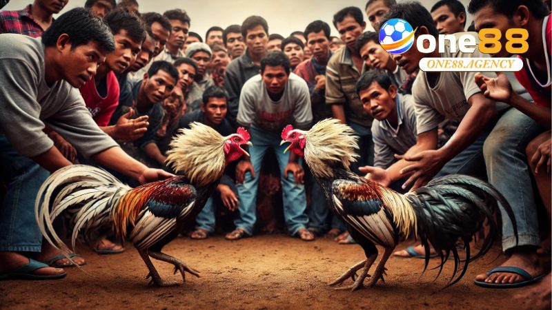 Đá Gà Cựa Sắt: Tất Tần Tật Kinh Nghiệm, Luật Chơi 3 Đá Gà Cựa Sắt