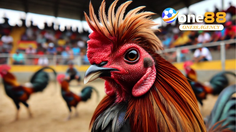 Đá Gà Philippines: Toàn Bộ Bí Quyết, Kinh Nghiệm Chơi 1 Đá Gà Philippines